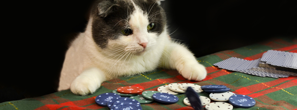 Gato gordo com orelhas de abano sério jogando pôquer concentrado. Regras do Jogo do bicho